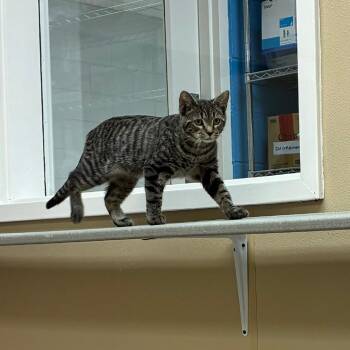 Merryweather -  Domestic Short Hair Cat for Adoption in Mebane, North Carolina - Merryweather | PetCurious