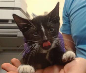 CARL -  Domestic Short Hair Cat for Adoption in Doral, Florida - CARL | PetCurious