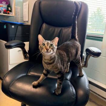 Dolphin -  Domestic Short Hair Cat for Adoption in Chicago, Illinois - Dolphin | PetCurious