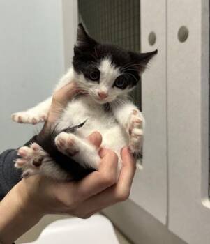 Yams -  Domestic Short Hair Cat for Adoption in Palm Coast, Florida - Yams | PetCurious