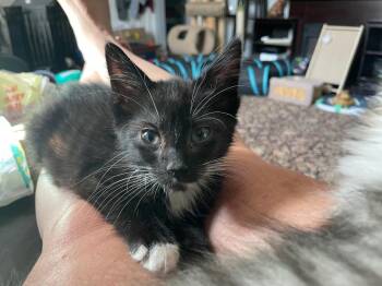 Armani -  Domestic Short Hair Cat for Adoption in Newaygo, Michigan - Armani | PetCurious