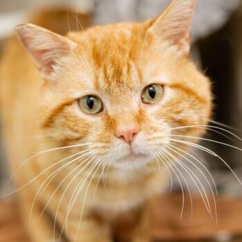 Chunky -  Domestic Short Hair Cat for Adoption in Clavet, Saskatchewan - Chunky | PetCurious