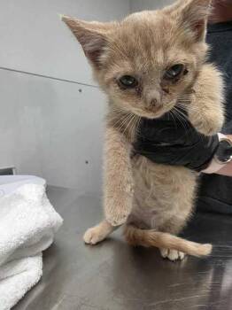 Arceus -  Domestic Short Hair Cat for Adoption in Sevierville, Tennessee - Arceus | PetCurious
