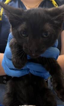 Domestic Short Hair Cats Available for Adoption in Honolulu, Hawaii - Theodore | PetCurious