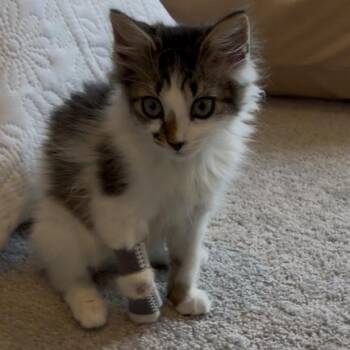 Summer -  Domestic Medium Hair Cat for Adoption in Waxhaw, North Carolina - Summer | PetCurious
