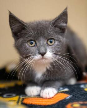 Celine -  Domestic Short Hair Cat for Adoption in Pequot Lakes, Minnesota - Celine | PetCurious