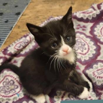 Rescue Domestic Short Hair Cats for Adoption in Stamford, Connecticut - Vanilla Bean | PetCurious