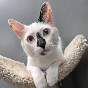 Oreo -  Domestic Short Hair Cat for Adoption in Buffalo, New York - Oreo | PetCurious