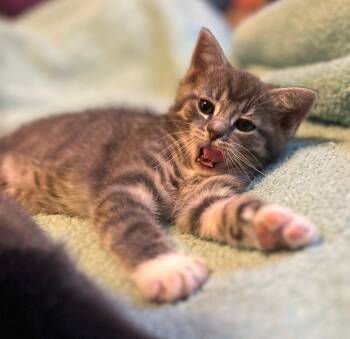 Domestic Short Hair Cats Available for Adoption in Cleveland, Ohio - Dude | PetCurious