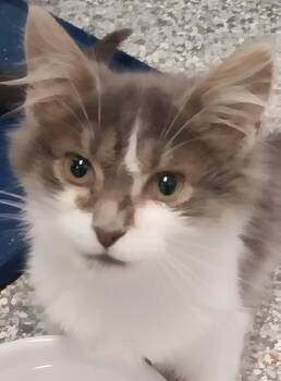 Padme * IN FOSTER * -  Domestic Short Hair Cat for Adoption in South Bend, Indiana - Padme * IN FOSTER * | PetCurious