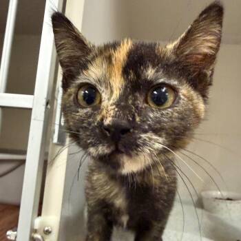 Moana -  Domestic Short Hair Cat for Adoption in Redwood City, California - Moana | PetCurious