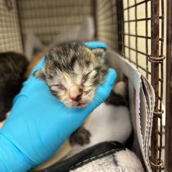 Domestic Short Hair Cats Available for Adoption in San Antonio, Texas - Perserker | PetCurious