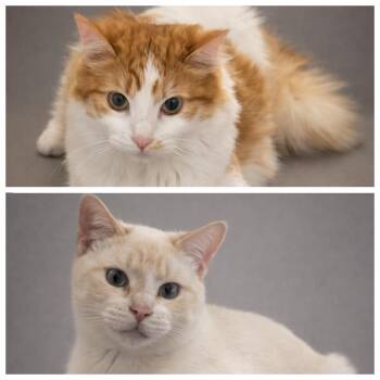 Domestic Long Hair and Domestic Short Hair Cats Available for Adoption - Coco & Oliver | PetCurious
