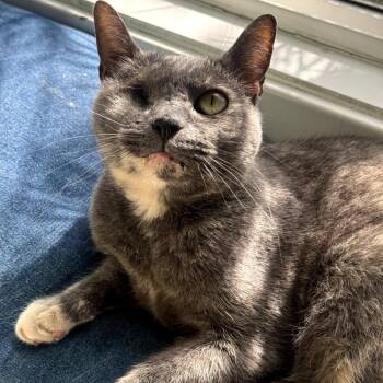 Peeka -  Domestic Short Hair Cat for Adoption in Los Angeles, California - Peeka | PetCurious