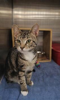 Russell -  Domestic Short Hair Cat for Adoption in Morganton, North Carolina - Russell | PetCurious