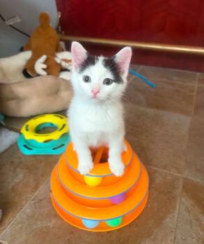 Salchow -  Domestic Short Hair Cat for Adoption - Salchow | PetCurious
