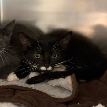 Kookaburra -  Domestic Short Hair Cat for Adoption in Charlottesville, Virginia - Kookaburra | PetCurious