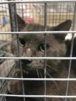 A429891 -  Domestic Medium Hair Cat for Adoption in Conroe, Texas - A429891 | PetCurious