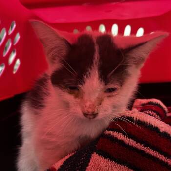 Dipper -  Domestic Short Hair Cat for Adoption in Reno, Nevada - Dipper | PetCurious