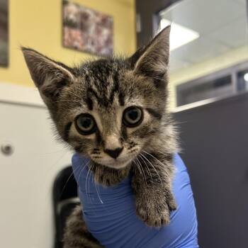 Oink -  Domestic Short Hair Cat for Adoption in Charlottesville, Virginia - Oink | PetCurious