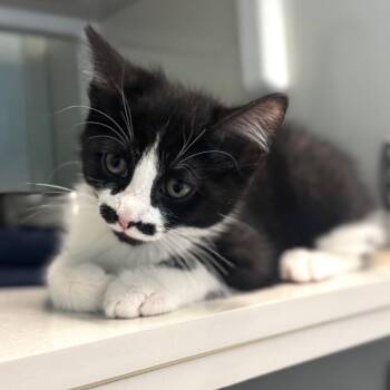 Petal -  Domestic Short Hair Cat for Adoption in Wheeling, Illinois - Petal | PetCurious