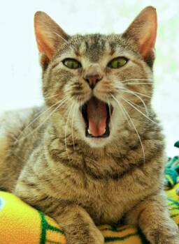 Nancy -  Domestic Short Hair Cat for Adoption in Columbia, Illinois - Nancy | PetCurious