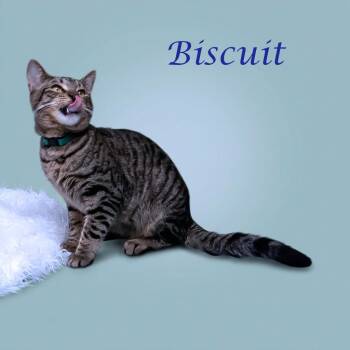 Domestic Short Hair Cats Available for Adoption in Lebanon, Tennessee - Biscuit C26-091 | PetCurious