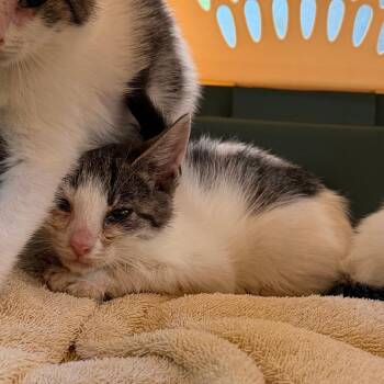 Tupperware -  Domestic Short Hair Cat for Adoption in Philadelphia, Pennsylvania - Tupperware | PetCurious