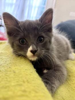 Sock -  Domestic Short Hair Cat for Adoption in Clyde, North Carolina - Sock | PetCurious