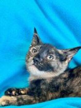 Domestic Short Hair Cats Available for Adoption in Englewood, Florida - Anna | PetCurious