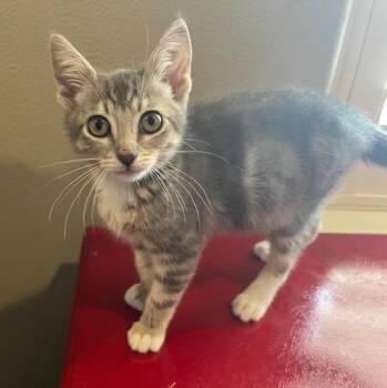 Domestic Short Hair Cats Available for Adoption in Magnolia, Texas - Pixie | PetCurious