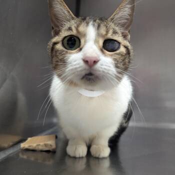 Stella -  Domestic Short Hair Cat for Adoption in Birmingham, Alabama - Stella | PetCurious