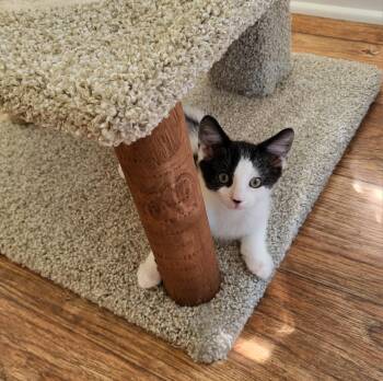 Pepper -  Domestic Short Hair Cat for Adoption in Parlier, California - Pepper | PetCurious