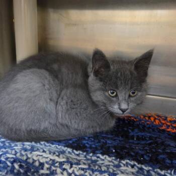 Domestic Short Hair Cats Available for Adoption in Rock Falls, Illinois - Crane | PetCurious