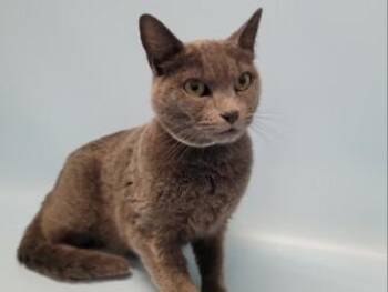 Kira -  Domestic Short Hair Cat for Adoption in Golden Valley, Minnesota - Kira | PetCurious