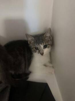 Hummus -  Domestic Short Hair Cat for Adoption in Fairfax, Virginia - Hummus | PetCurious