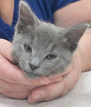 Whopper -  Domestic Short Hair Cat for Adoption in Fishers, Indiana - Whopper | PetCurious