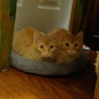 Domestic Short Hair Cats Available for Adoption in Karns City, Pennsylvania - BERT & ERNIE | PetCurious
