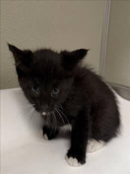 AUGUSTUS -  Domestic Short Hair Cat for Adoption in Tracy, California - AUGUSTUS | PetCurious