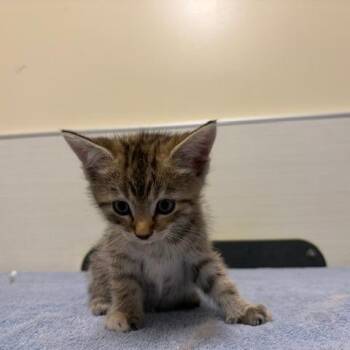 Blanche -  Domestic Short Hair Cat for Adoption - Blanche | PetCurious