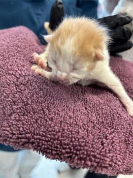 Domestic Short Hair Cats Available for Adoption in El Paso, Texas - Marcos | PetCurious