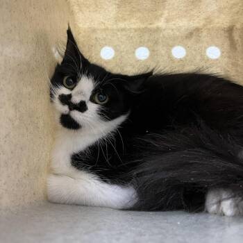 SVAS-Stray-39309 -  Domestic Medium Hair Cat for Adoption in Lyndhurst, Virginia - SVAS-Stray-39309 | PetCurious
