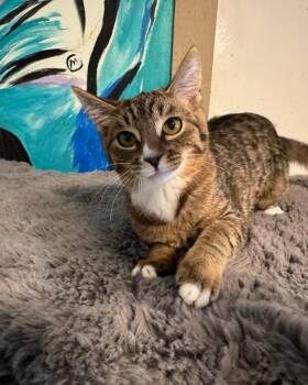 Siamese Cats Available for Adoption in Temecula, California - Amber  | PetCurious