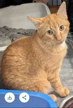 Rescue Domestic Short Hair Cats for Adoption in St. Cloud, Minnesota - Cindy | PetCurious