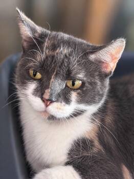 Muffin -  Domestic Short Hair Cat for Adoption in Gorham, Maine - Muffin | PetCurious