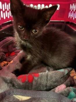 Ichabod -  Domestic Short Hair Cat for Adoption in Gastonia, North Carolina - Ichabod | PetCurious
