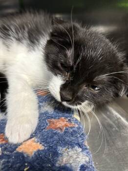 Rescue Domestic Short Hair Cats for Adoption in Ellijay, Georgia - Gala | PetCurious