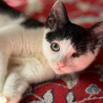 Domestic Short Hair Cats Available for Adoption - My Valentine | PetCurious