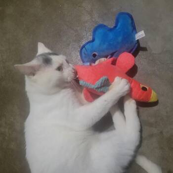 Shadow -  Domestic Short Hair Cat for Adoption in Mechanicsburg, Pennsylvania - Shadow | PetCurious