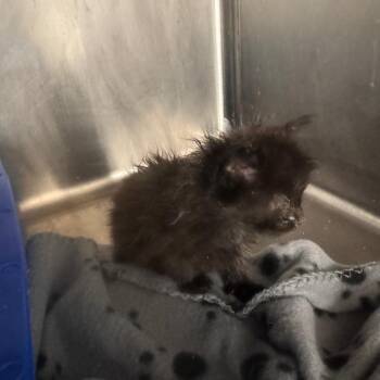 Domestic Medium Hair Cats Available for Adoption in Tuscaloosa, Alabama - TUSC-Stray-84185 | PetCurious